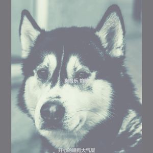 柔和的孤独的狗时刻