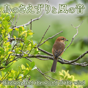 鳥のさえずりと風の音 6