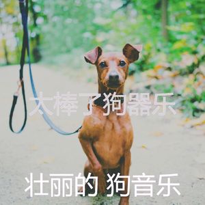 优美训练你的狗器乐