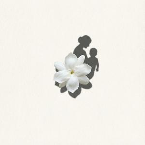 茉莉的最后一次绽放（The Last Bloom）