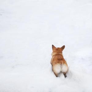 有一只小狗名字叫柯基