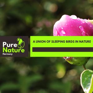 Monochrome Owl Chorus