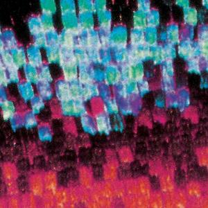 Tamaryn (Wherever I Am)