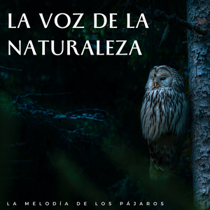 Duchas De Canto