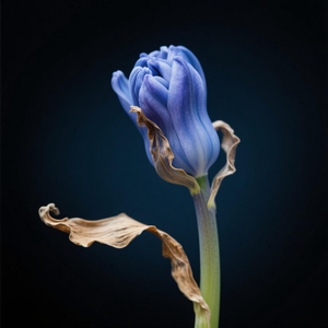 我做不了玫瑰也当不了月季