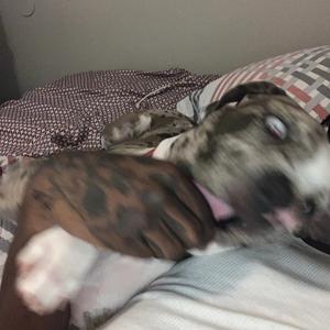 AllFactsKuxGrdstpd (feat. Luh BB)