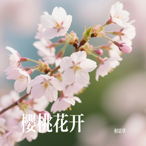 樱桃花开
