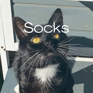Socks