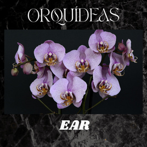 Orquídeas