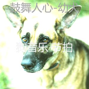 狗午睡-音乐