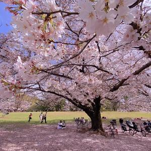 春、恋、花以外の