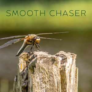 Smooth Chaser