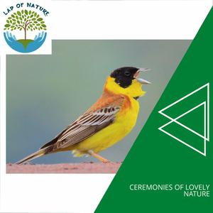 Firecamping At Mountain