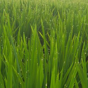 《零点月光里的叹息》