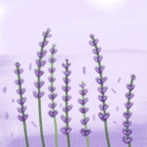 探清水河(cover:晓月老板)