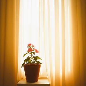 봄빛이 들어오네