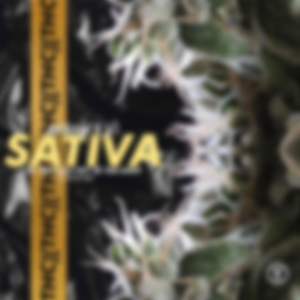 Sativa