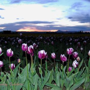 Swaying in the Skagit Tulips