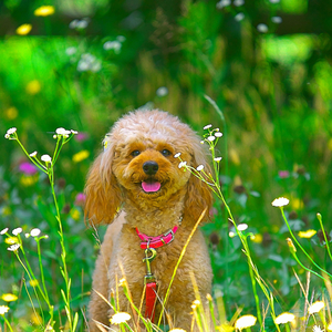 Bark Beats and Melodies