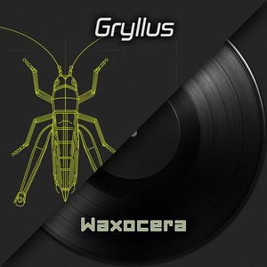 Gryllus (Field Crickets)