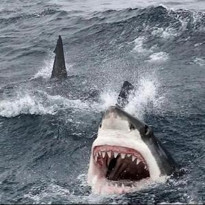 Various Artists-The Sweetest Sin (Eightfold & MKJ Remix)（西尔 remix）