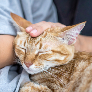 Gatos Durmientes Reposan En Armonías Suaves