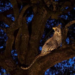 TuDi Piju-吐迪 啤久