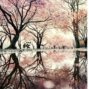 Sakura