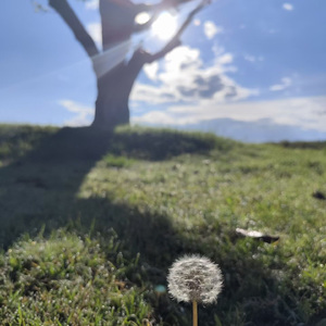 最后的牧羊人