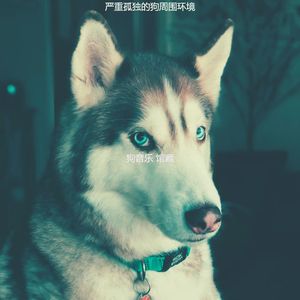 温和孤独的狗梦想