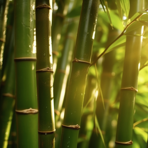 情起处的一往情深