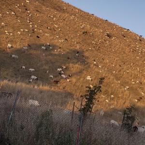 Goat talk (feat. Backdoezay, Da8steppa & BoBo)