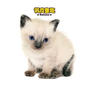 心灵魔法 (八音盒)