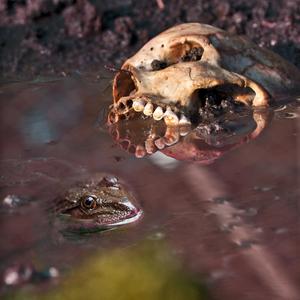 Spix's Saddleback (High Posture Forage)