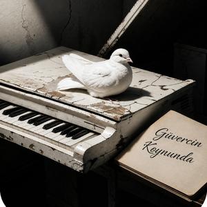 Güvercin Koynunda