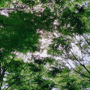 风，树和透明的春天