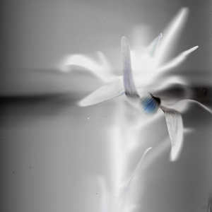 Blue Velvet