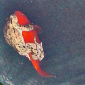 Per Chance, The Opulency Of Conglomeratic Females (Hyalinobatrachium Harem)
