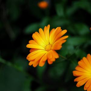 燕飞来