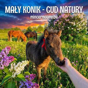 MAŁY KONIK CUD NATURY