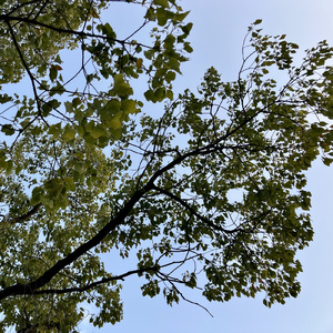 Brightness and Stillness #3