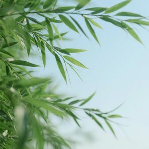 清风徐来似梦语