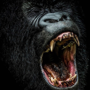 No More Shorts (feat. Spraggz, Shizz White & K9)