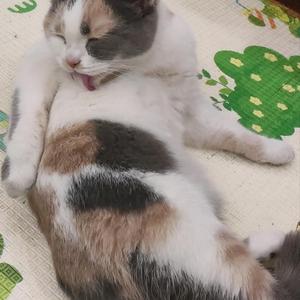 B级鲨鱼 （cover：裘德）