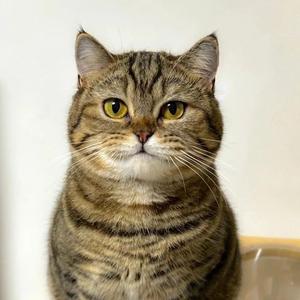 似过几秋-贝贝 - Call me later