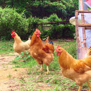 自白 (Instrumental)