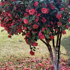 多情种(女声版)