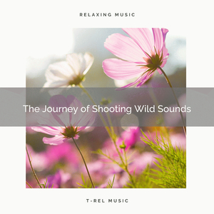 Gain Total Relax with Soothing Nature Noises for Naps