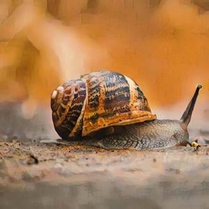 Achatina Fulica