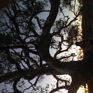 Diana (feat. Pin Rada)